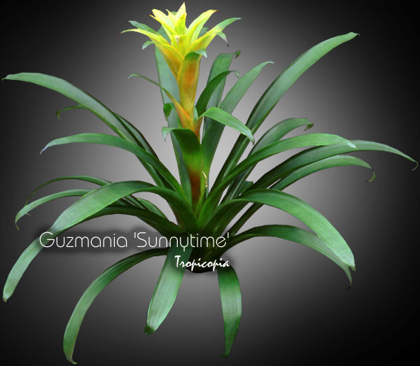 Bromeliad - Guzmania 'Sunnytime' - Guzmania